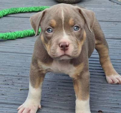 Pitbull Red Nose