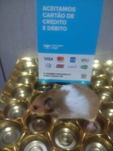 Hamster Filhotes